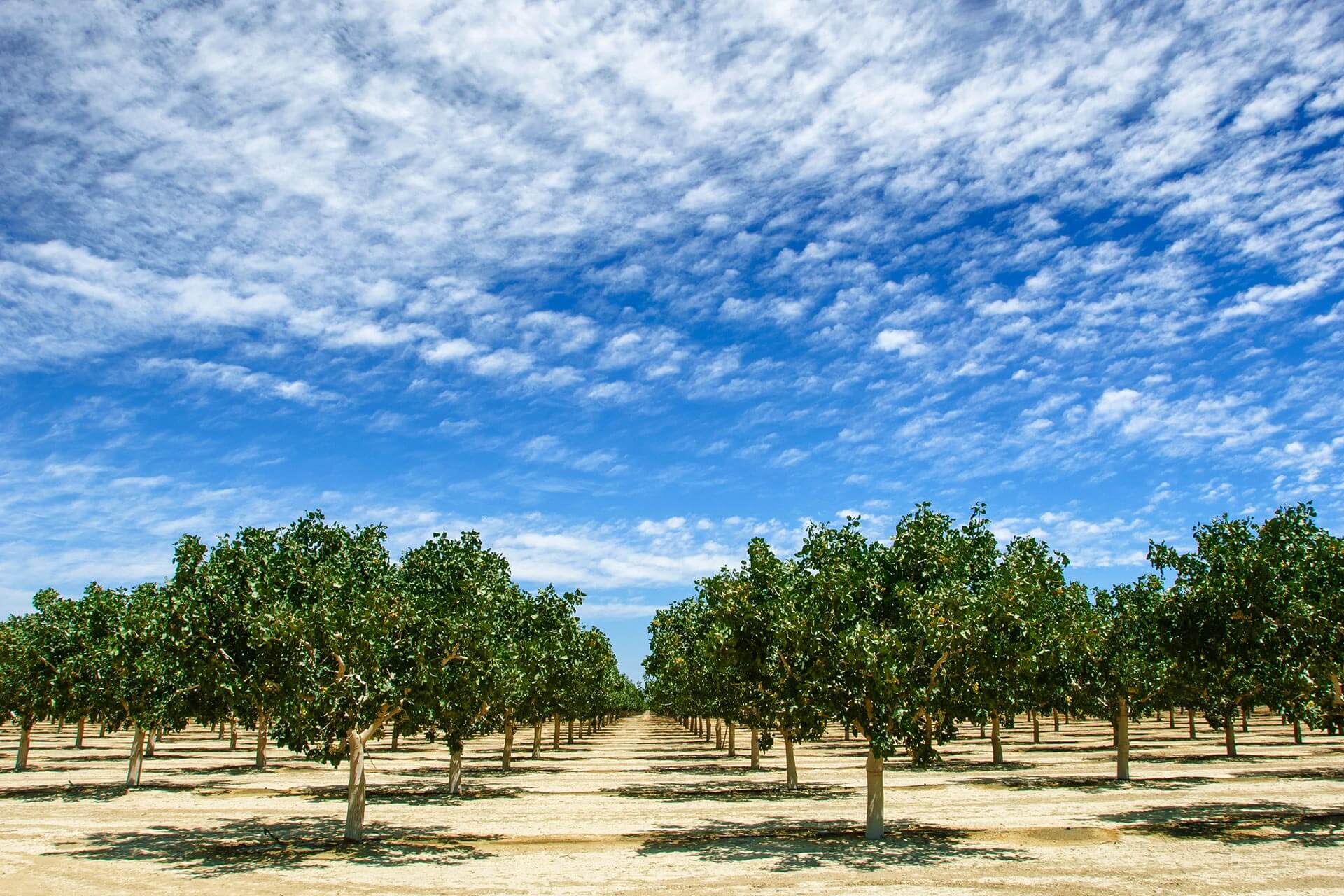 Pistachio Orchards Portfolio Maxxam